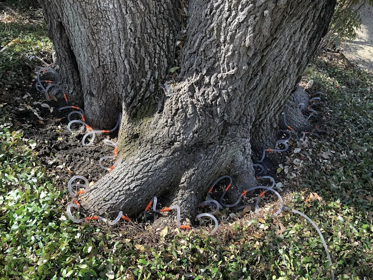 Detailed Tree Cabling and Bracing job site in Winslow